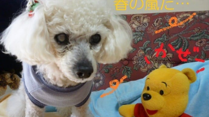 今日も南風が強い~春の嵐… (丿 ̄ο ̄)丿 昨日の満月…