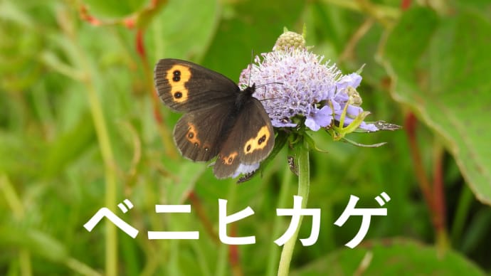 白山は夏から秋へーベニヒカゲ