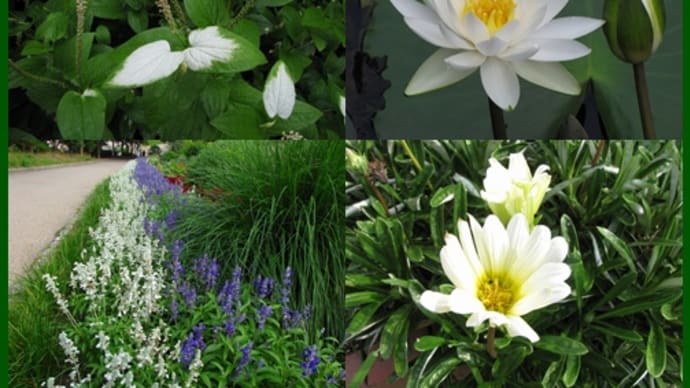 夏の白い花