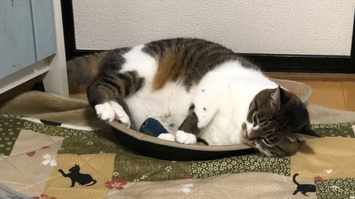 もも と ミルク の お気に入り