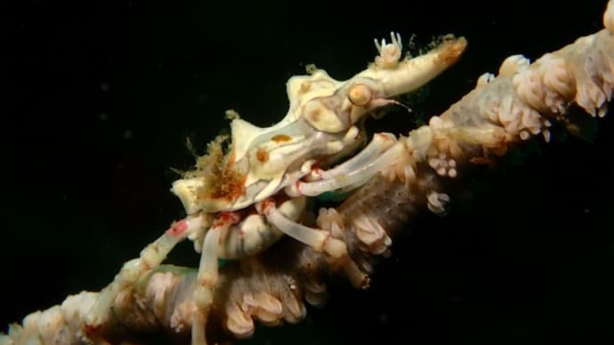 ✬✬九十九島の生き物たち✬✬