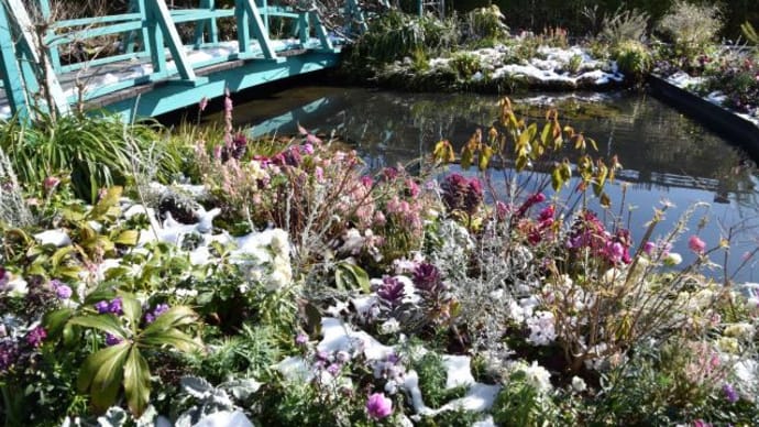 西武デパート屋上モネの池　青い橋とスイセンの花たち　　　　4