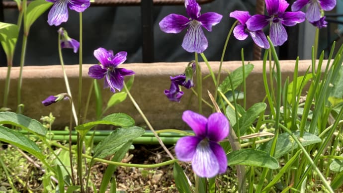 花咲く季節のお楽しみ✨