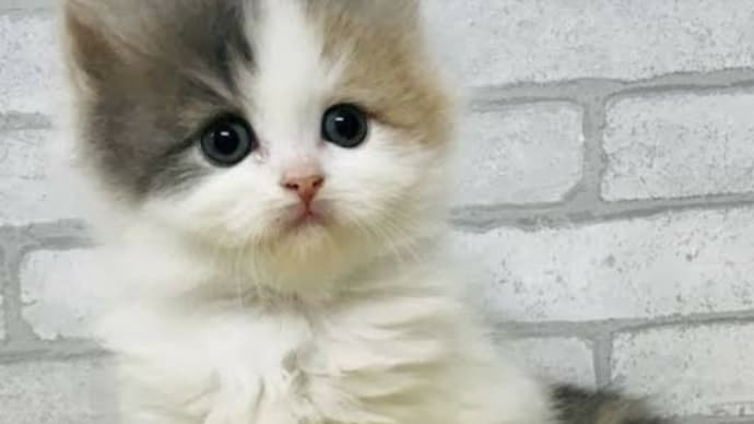 おやすみなさい💖