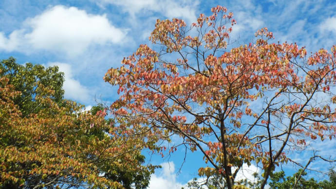 余暇村公園を散策しました。