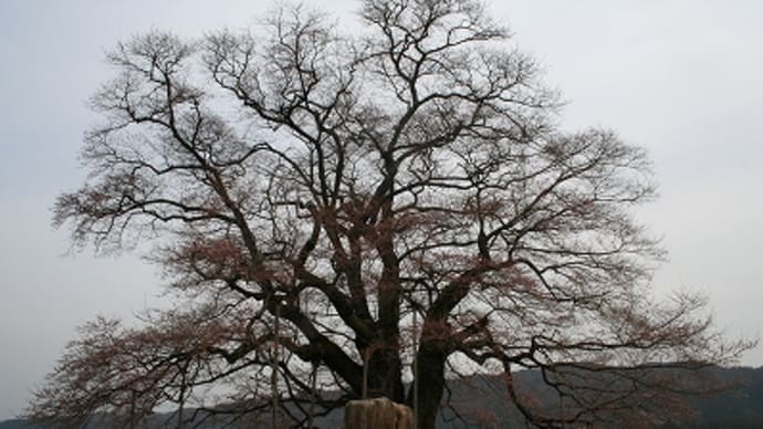 醍醐桜 と 岩井畝の大桜