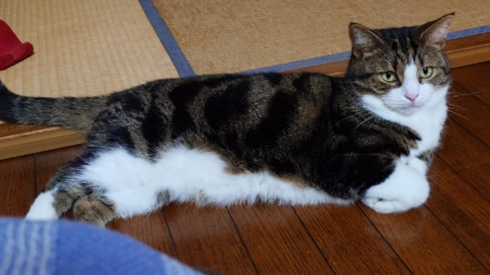 モカちゃん　再び病院へ💦