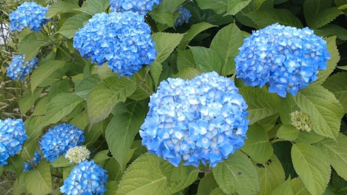 家じまいと修繕…矛盾してるなぁ