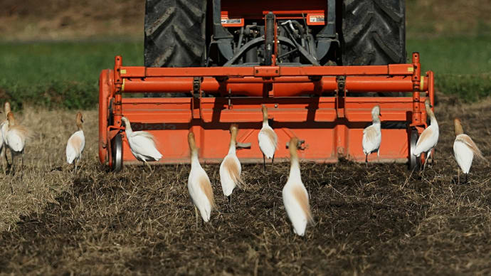 田起こしに集まるアマサギ、麦にとまるセッカ