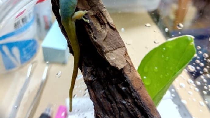 コオロギさえ殖やせれば。