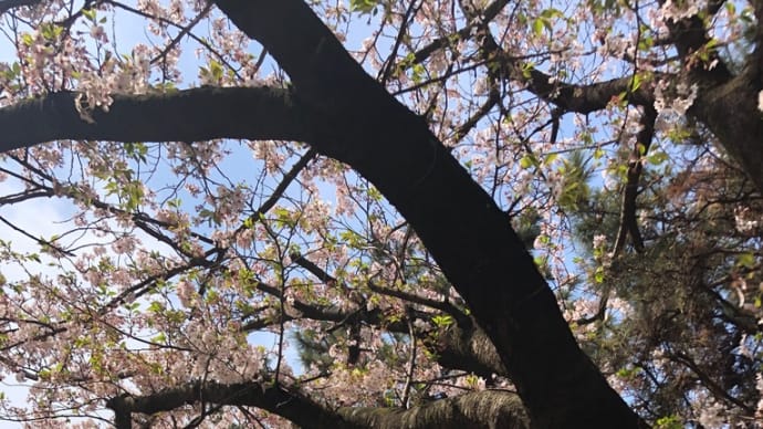 太極拳の自主練の花水公民館前の桜満開です🌸