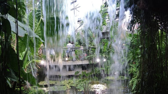 えっ、100年に一度しか花が咲かないの?。夢の島熱帯植物館で出会った植物とは?。