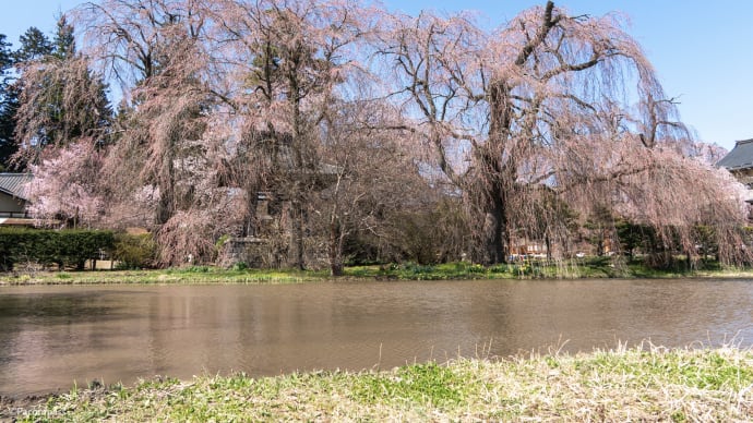 咲いてないのにそのポテンシャルに圧倒されたでござる(安養寺のしだれ桜)