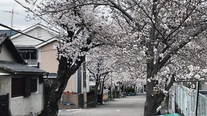 城南荘の桜2023 城南荘の桜並木の紹介
