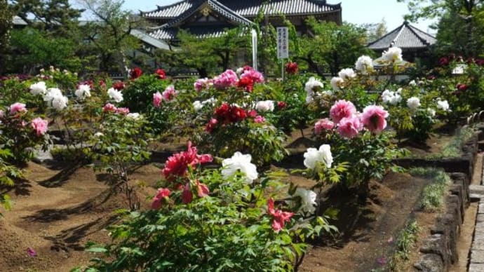 2024年 4月19日(金)の「西新井大師」(3)