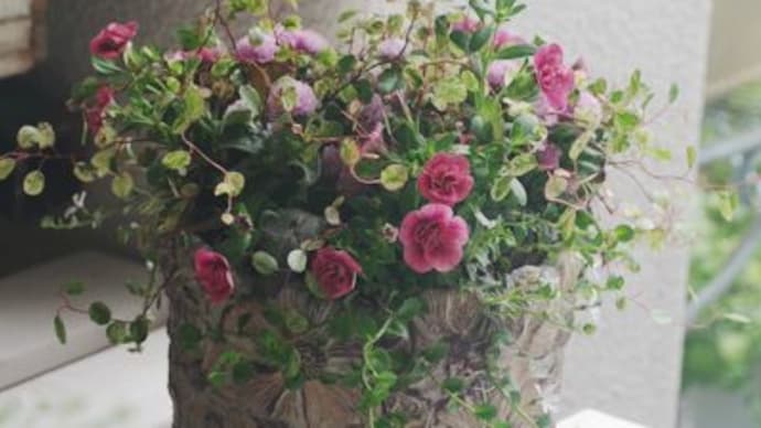 夏の小さな寄せ植え