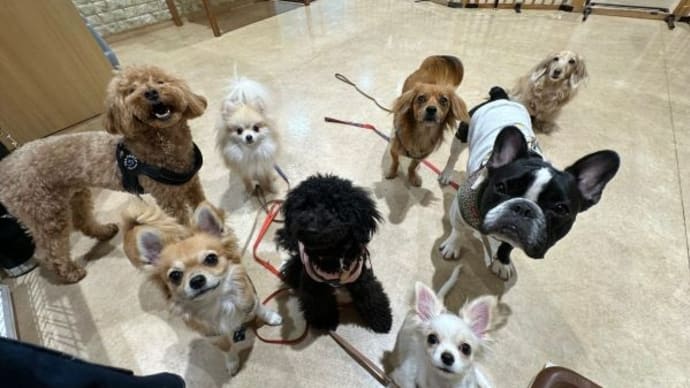 れあ、犬の小学校4回目