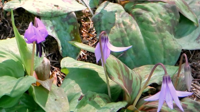 今日は天気が良いので・・・比企の里の散歩・・・カタクリの花を見た