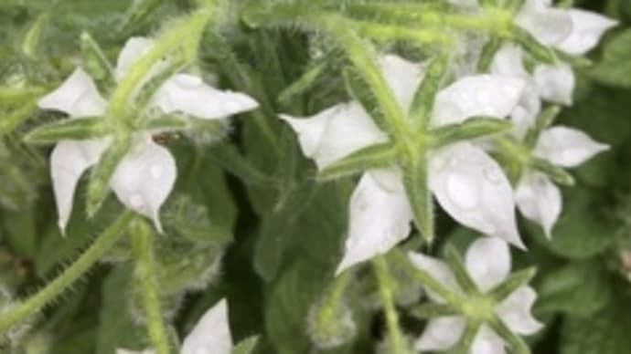 元気畑の【白ボリジの花】がもう満開に…!(◎_◎;)早速、お菓子&サラダにトッピング!