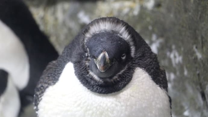 段差顔のペンギン