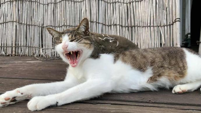 涼しくなると