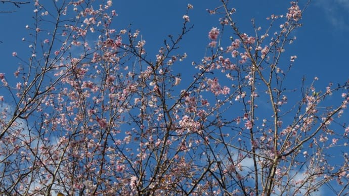 秋の桜も府立!~京都府立植物園2019年11月(2)