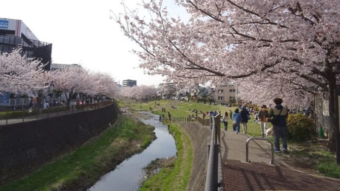桜満開の週末