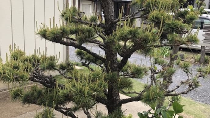 松の木の剪定から