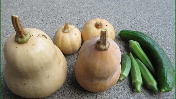 雨の止み間に「カボチャ」等の夏野菜を収穫して、畑から帰り・・・