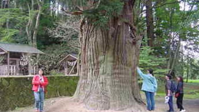 配志和神社の巨大杉とタカノツメ（鷹の爪）の実