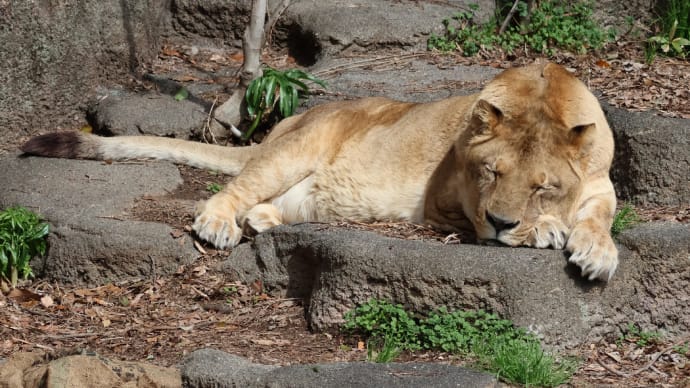 はまZOO 2025年3月18日 (2)