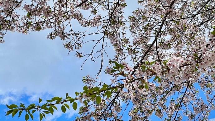 桜の花もそろそろ終わりかな?