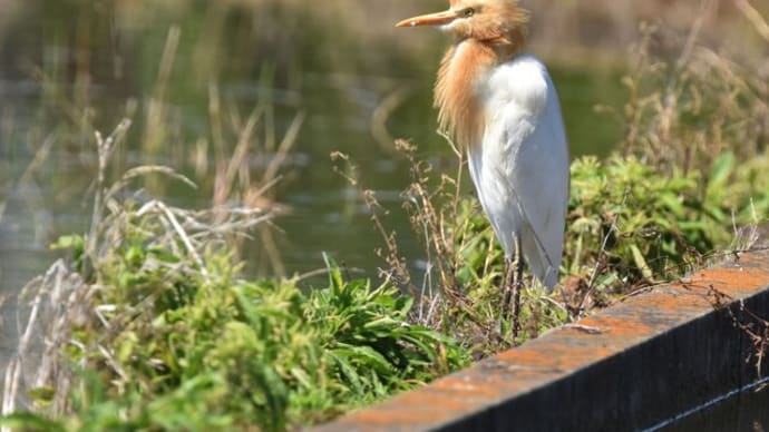 初夏のアマサギ
