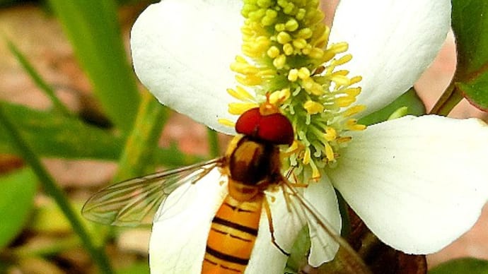 昆虫観察（5-6月　ハエ目）ハエと言えば全て不快害虫のイメージです。