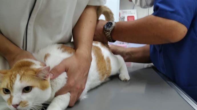 きなこ、ついに入院す