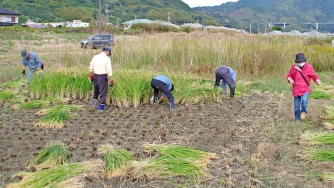 地域の行事 稲刈りが行われました