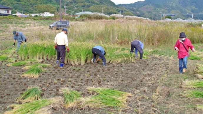 地域の行事　稲刈りが行われました