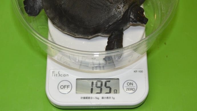 半年を迎えたスッポンモドの体重測定