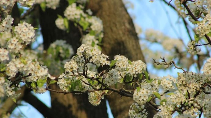 4月19日朝の公園で鳥見