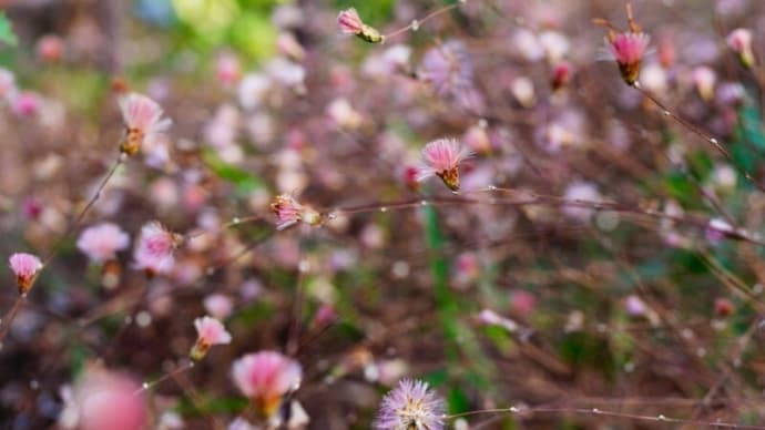 コウヤボウキの綿毛とユキヤナギの花(赤塚植物園 2024.2.11撮影)