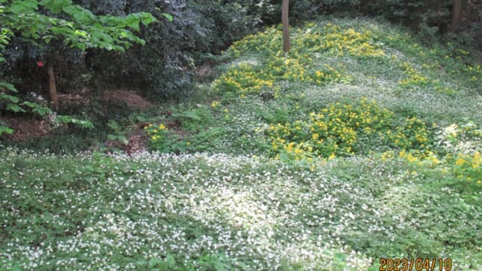 赤塚公園植物モニタリング活動～4月10日