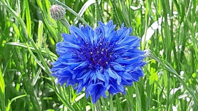 心を和ませてくれる花々