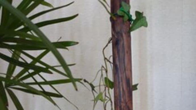 荒業 🍃