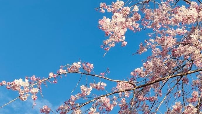 しだれ桜と上弦の月!