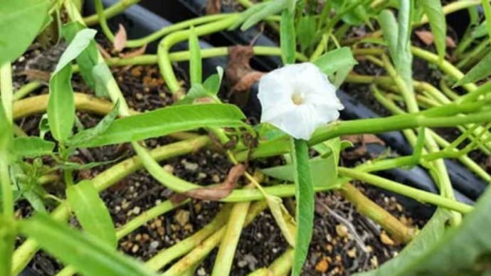 空心菜の花