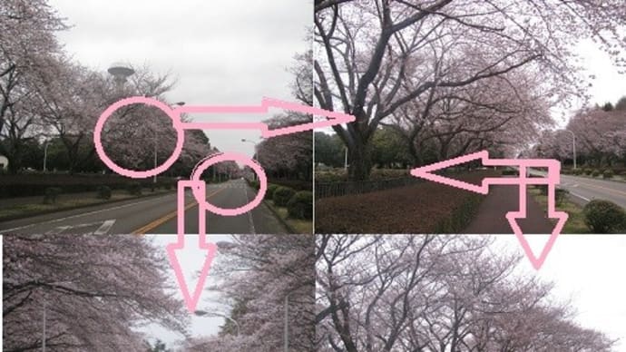 『 茨城県つくば市の農林さくら通りの桜』
