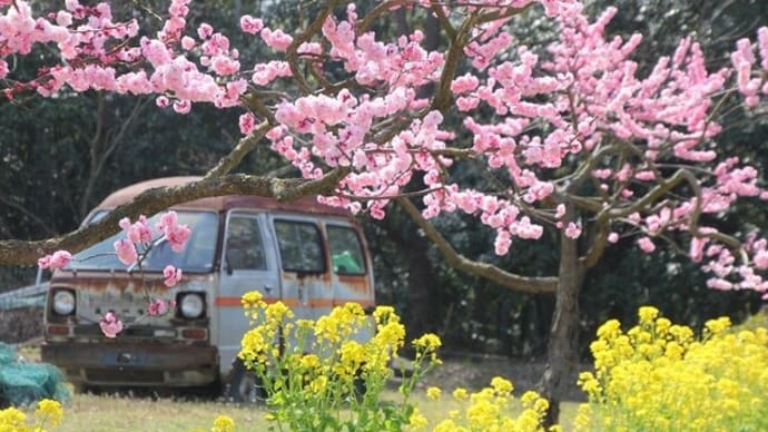 神崎梅園~2024年3月16日