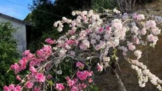 お客さまから桜だより&母の日限定「ありがとう」アイテム作りました。