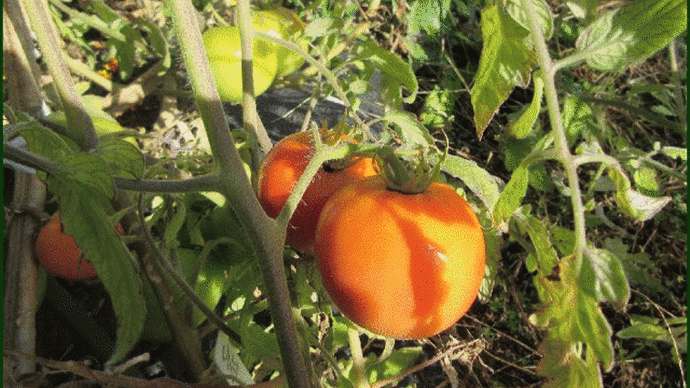 トマトを収穫して自宅へ戻ろうとした時に、トマトの小さな苗を数株見つけて・・・