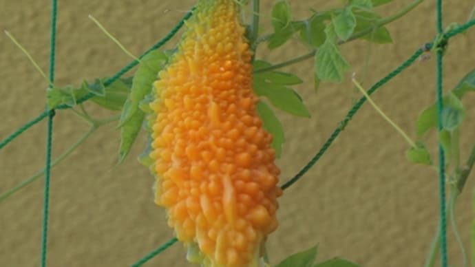 暑中お見舞い申し上げます